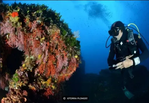Explorations sous marine sur des sites d'exception en Corse du Sud, proximité de Propriano, Torra Plongée